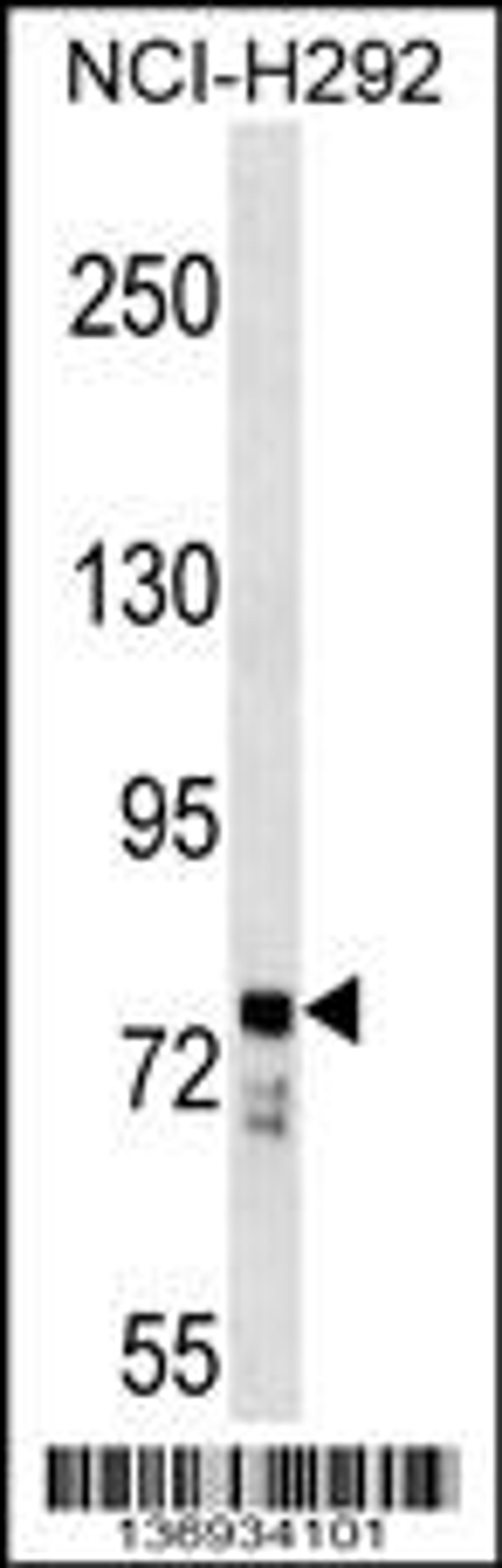 Western blot analysis in NCI-H292 cell line lysates (35ug/lane).