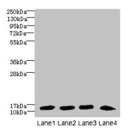Western blot. All lanes: DNAL4 antibody at 1.5µg/ml. Lane 1: Mouse gonadal tissue. Lane 2: HL60 whole cell lysate. Lane 3: NIH/3T3 whole cell lysate. Lane 4: Mouse brain tissue. Secondary. Goat polyclonal to rabbit IgG at 1/10000 dilution. Predicted band size: 13 kDa. Observed band size: 13 kDa