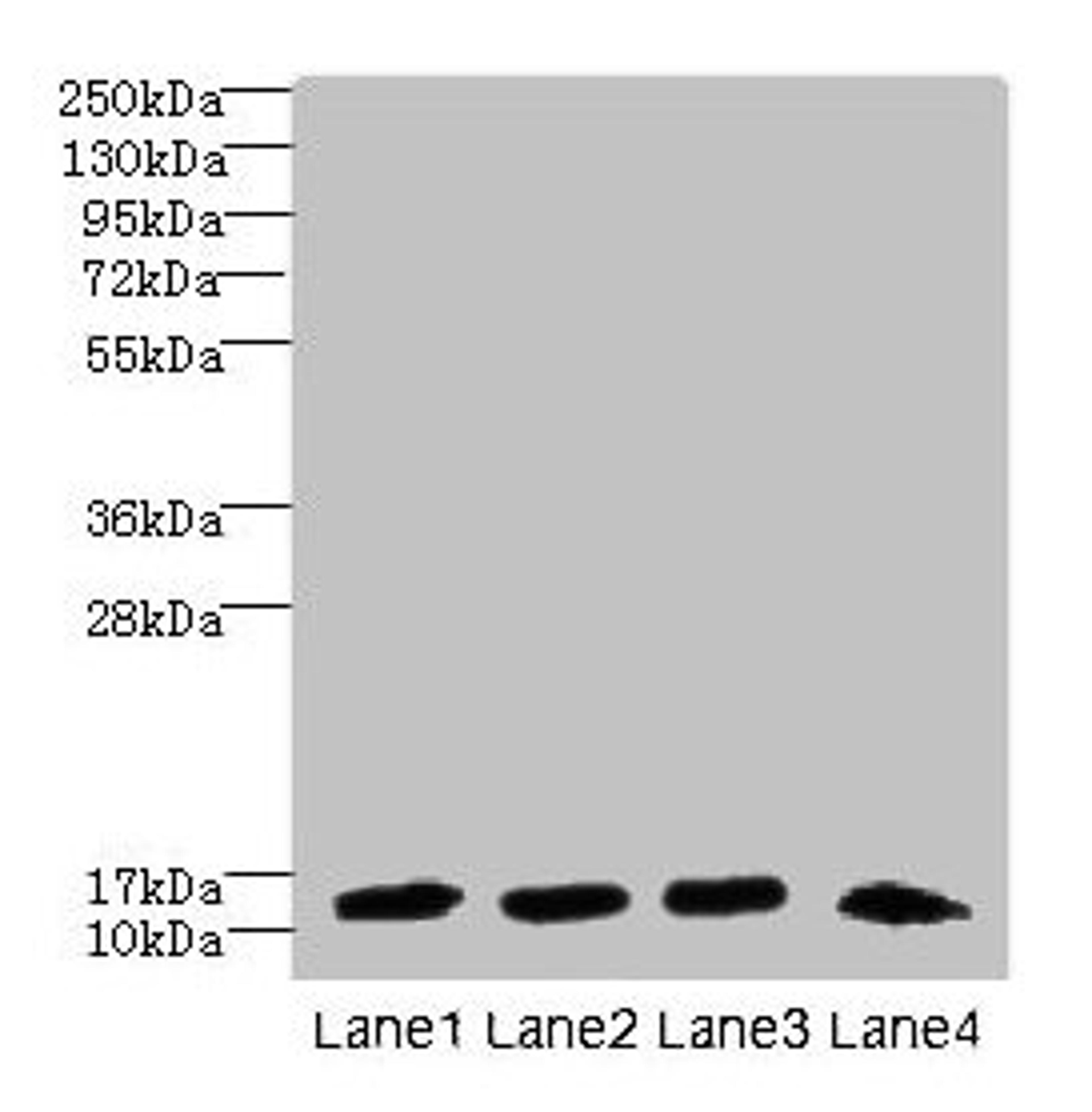 Western blot. All lanes: DNAL4 antibody at 1.5µg/ml. Lane 1: Mouse gonadal tissue. Lane 2: HL60 whole cell lysate. Lane 3: NIH/3T3 whole cell lysate. Lane 4: Mouse brain tissue. Secondary. Goat polyclonal to rabbit IgG at 1/10000 dilution. Predicted band size: 13 kDa. Observed band size: 13 kDa