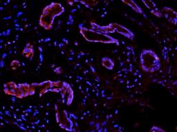 IF analysis of pig stomach tissue using Integrin beta 1 antibody (2.5 ug/ml)