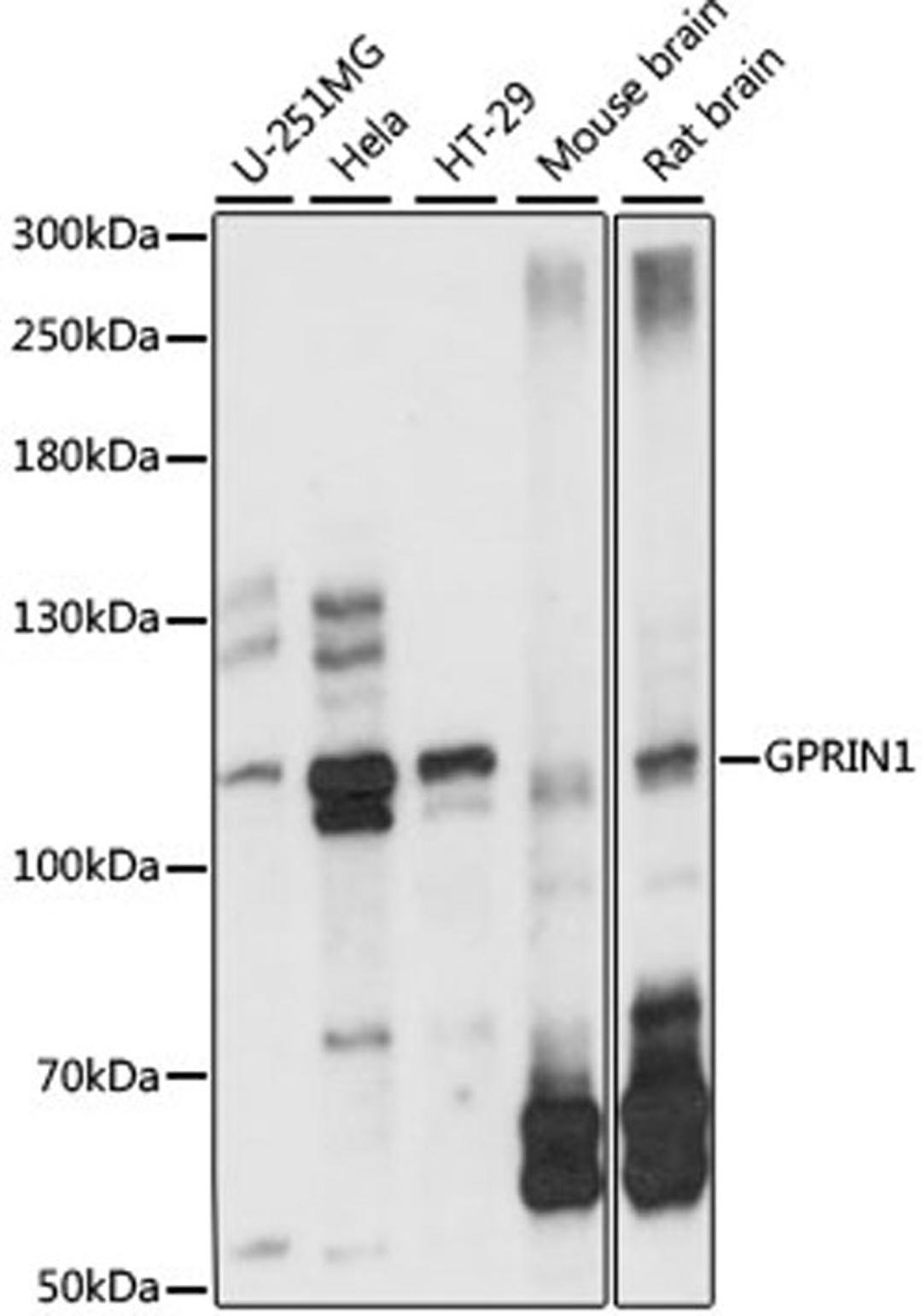 Western blot - GPRIN1 antibody (A15555)