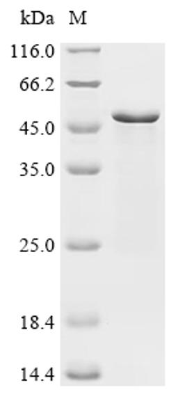 (Tris-Glycine gel) Discontinuous SDS-PAGE (reduced) with 5% enrichment gel and 15% separation gel.
