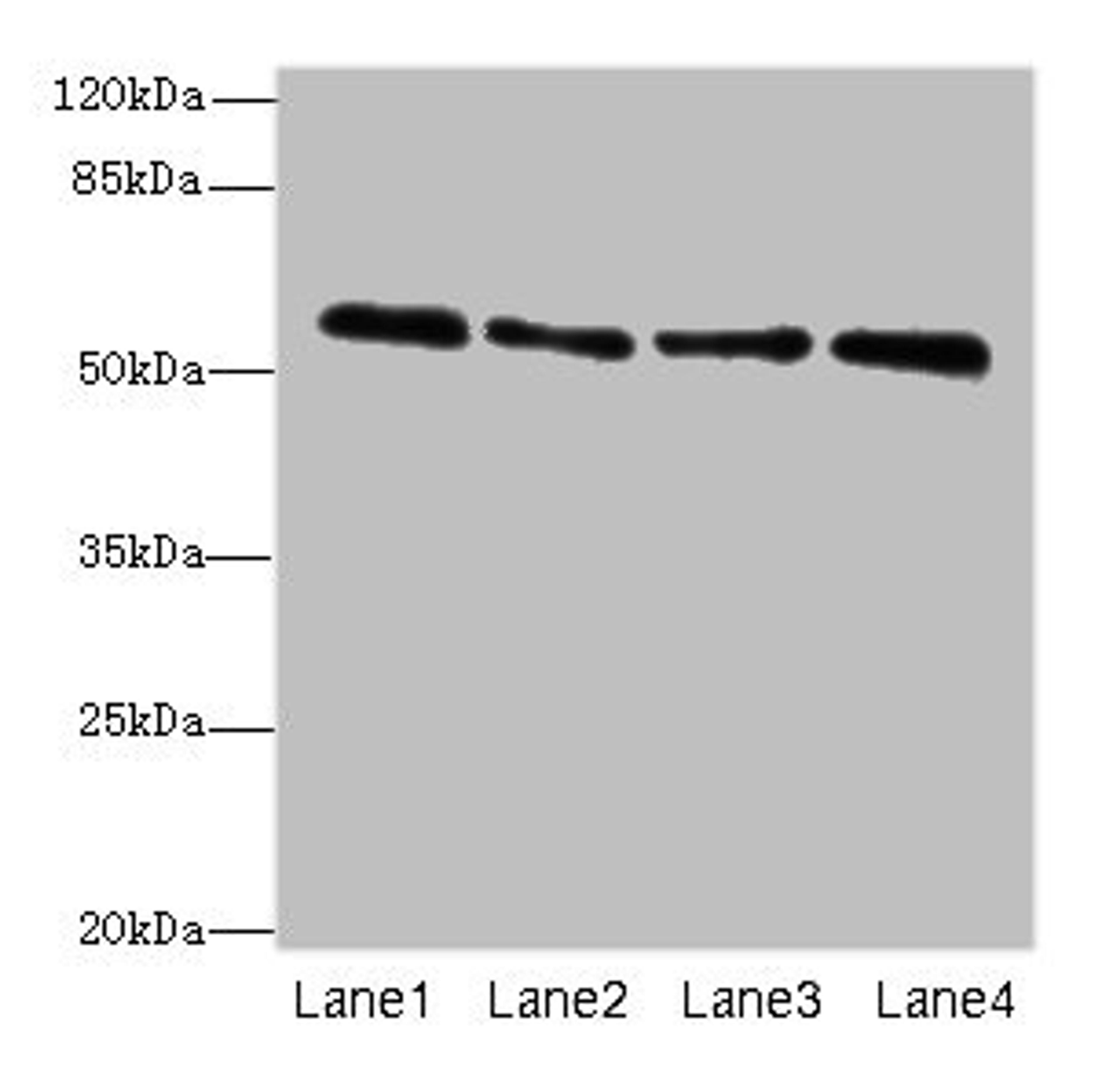 Western blot. All lanes: ZNF563 antibody at 7µg/ml. Lane 1: Hela whole cell lysate. Lane 2: A549 whole cell lysate. Lane 3: MCF-7 whole cell lysate. Lane 4: K562 whole cell lysate. Secondary. Goat polyclonal to rabbit IgG at 1/10000 dilution. Predicted band size: 56, 27 kDa. Observed band size: 56 kDa