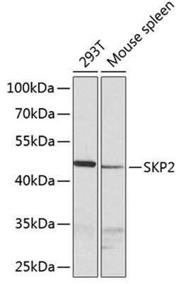 Western blot - SKP2 antibody (A0842)