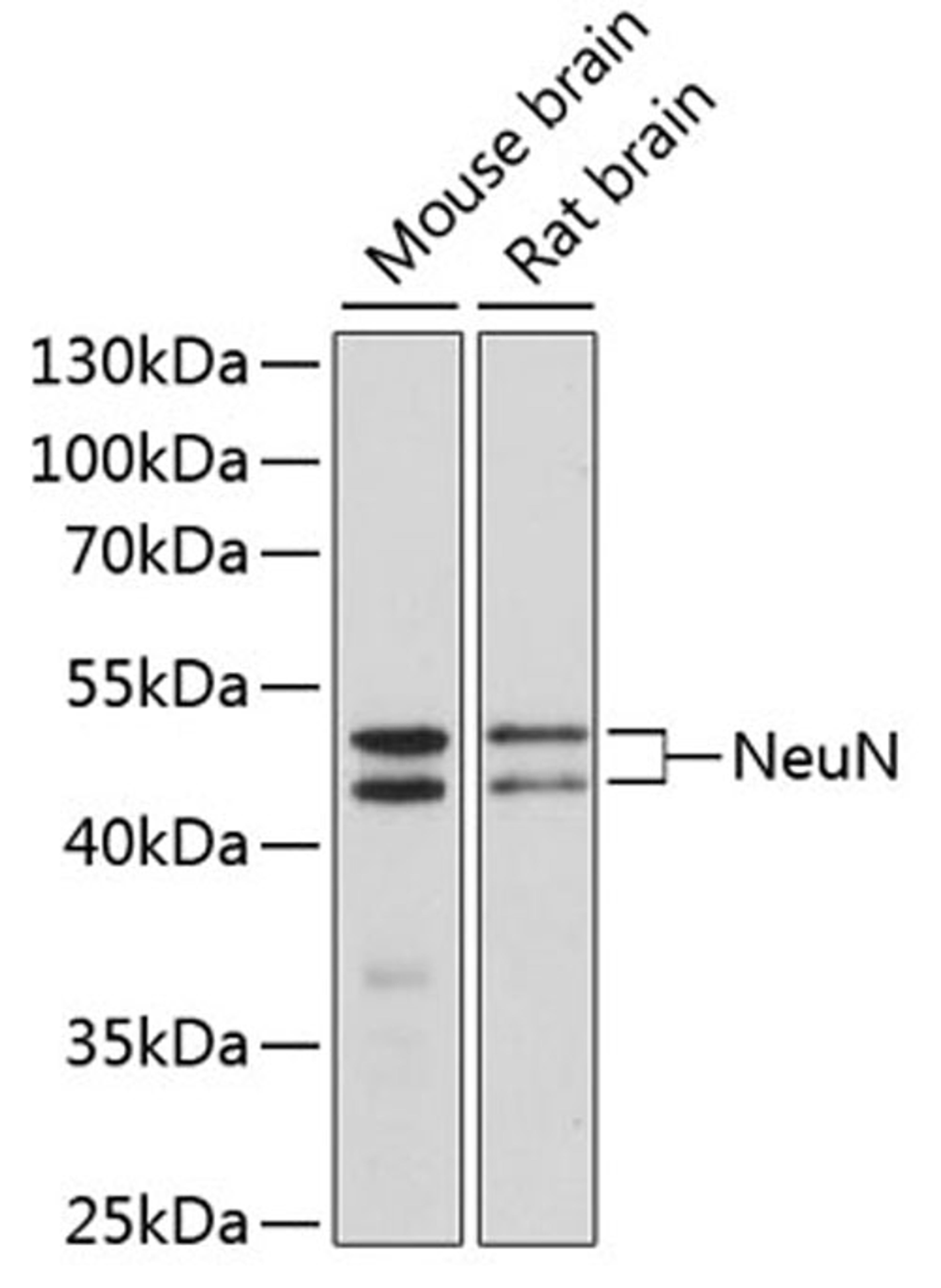 Western blot - NeuN antibody (A0951)