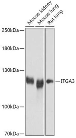 Western blot - ITGA3 antibody (A17502)