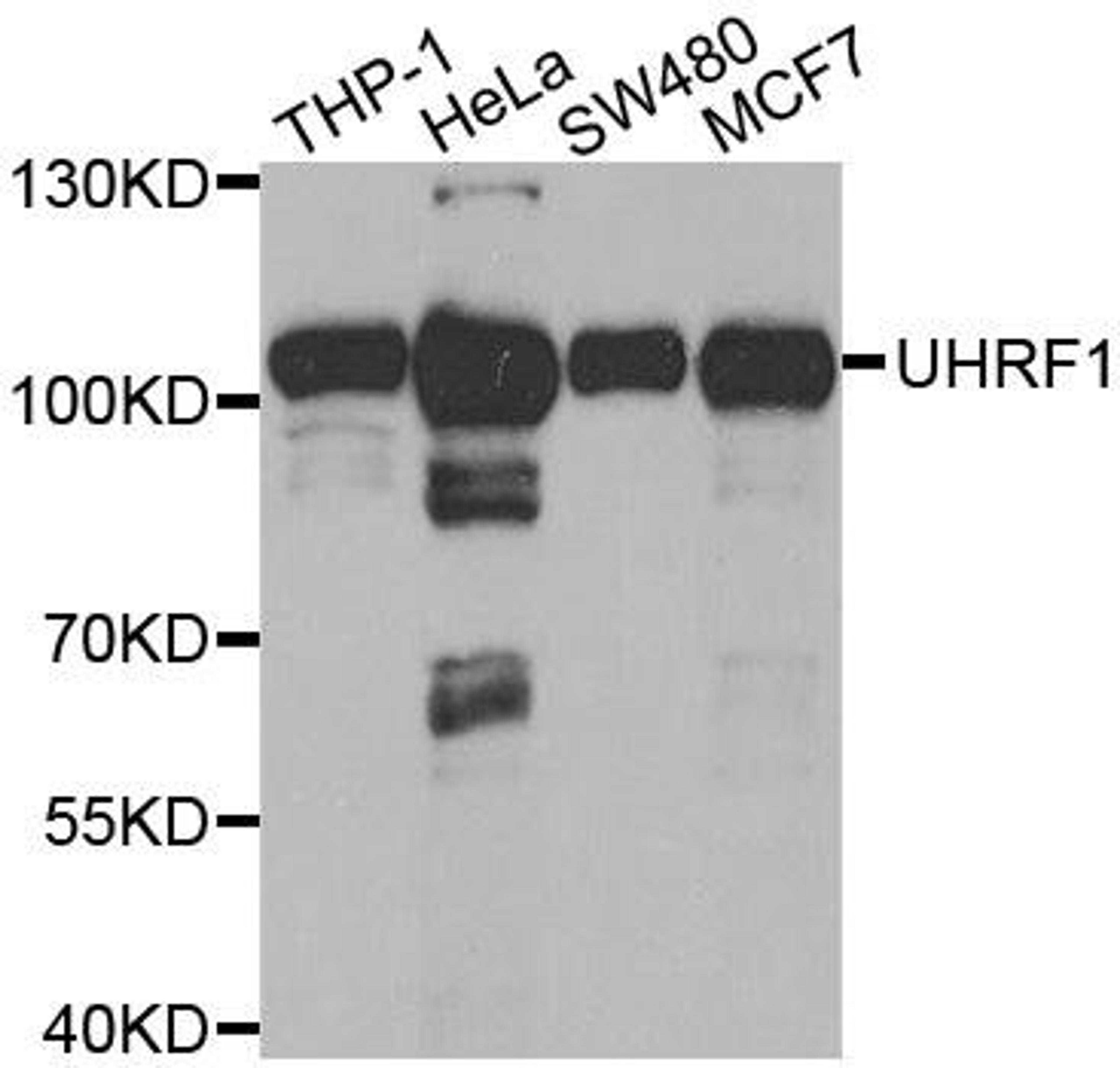 Western blot analysis of extracts of various cell lines using UHRF1 antibody