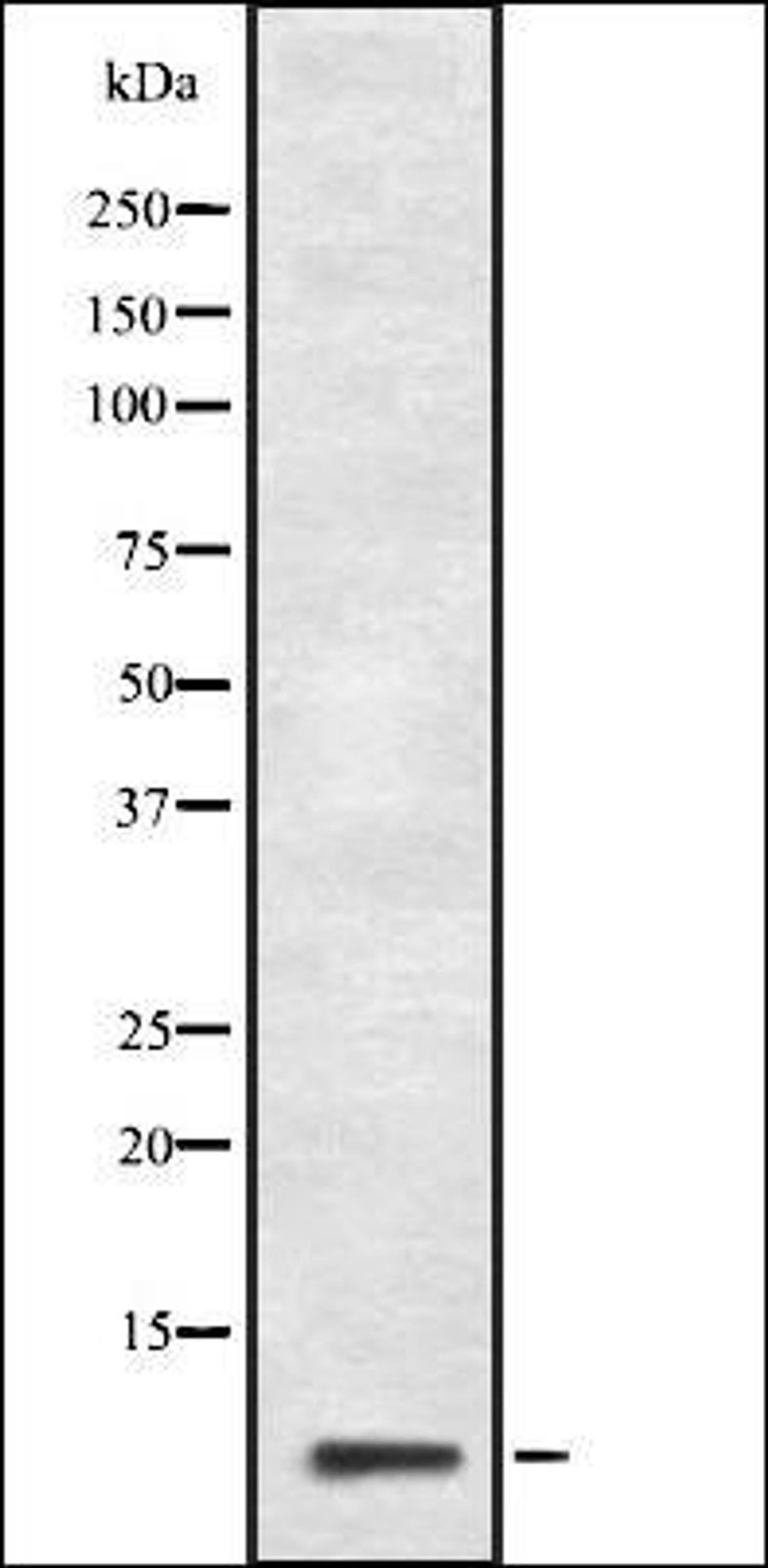 Western blot analysis of HepG2 cell lysate using GNG10 antibody