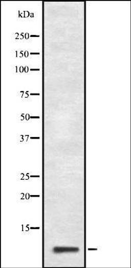 Western blot analysis of HepG2 cell lysate using GNG10 antibody