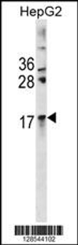 Western blot analysis in HepG2 cell line lysates (35ug/lane).