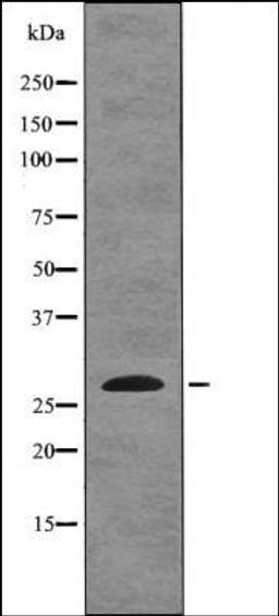 Western blot analysis of HeLa whole cell lysates using EIF6 -Phospho-Ser235- antibody