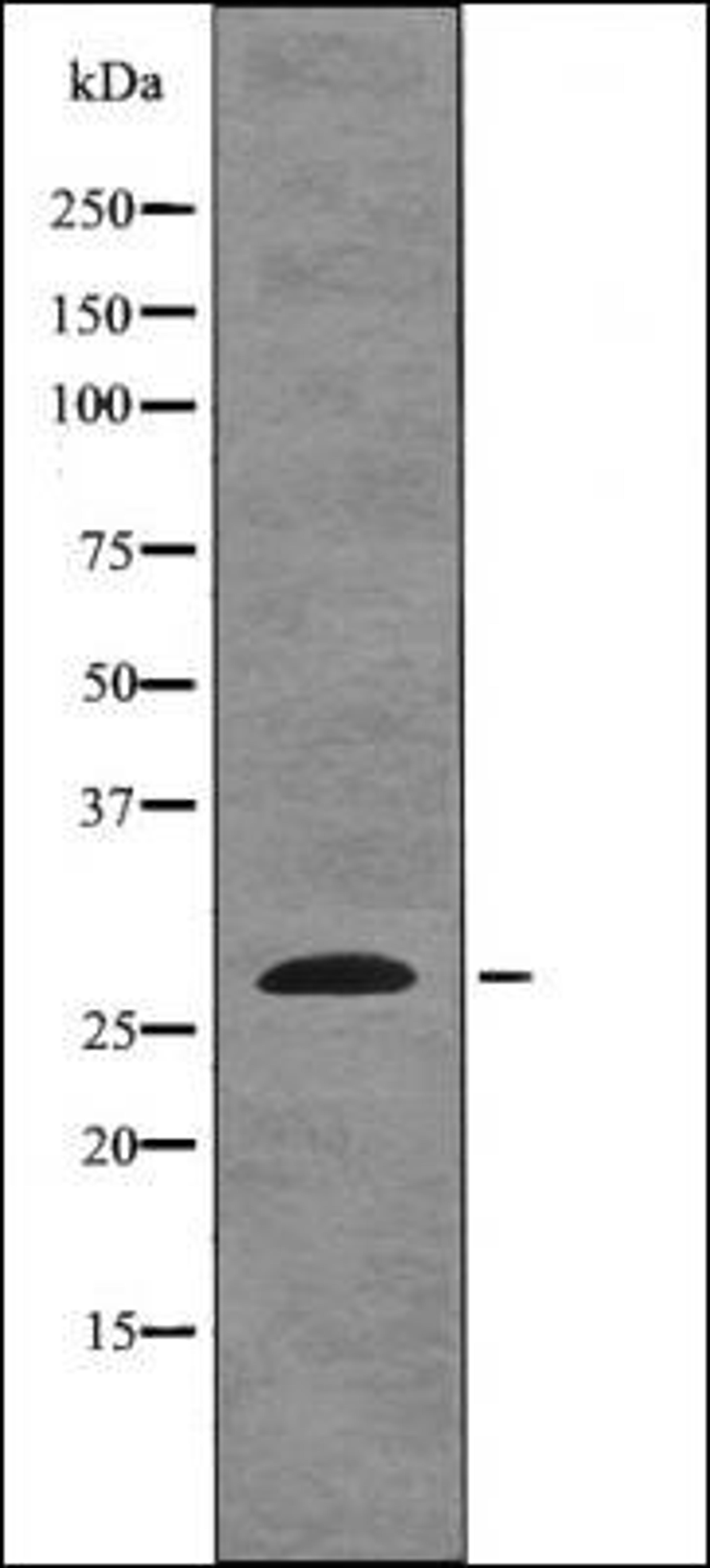 Western blot analysis of HeLa whole cell lysates using EIF6 -Phospho-Ser235- antibody