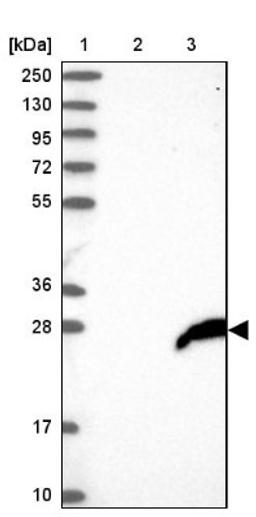 Western Blot: FAM206A Antibody [NBP2-38273] - Lane 1: Marker [kDa] 250, 130, 95, 72, 55, 36, 28, 17, 10<br/>Lane 2: Negative Control<br/>Lane 3: LY413506