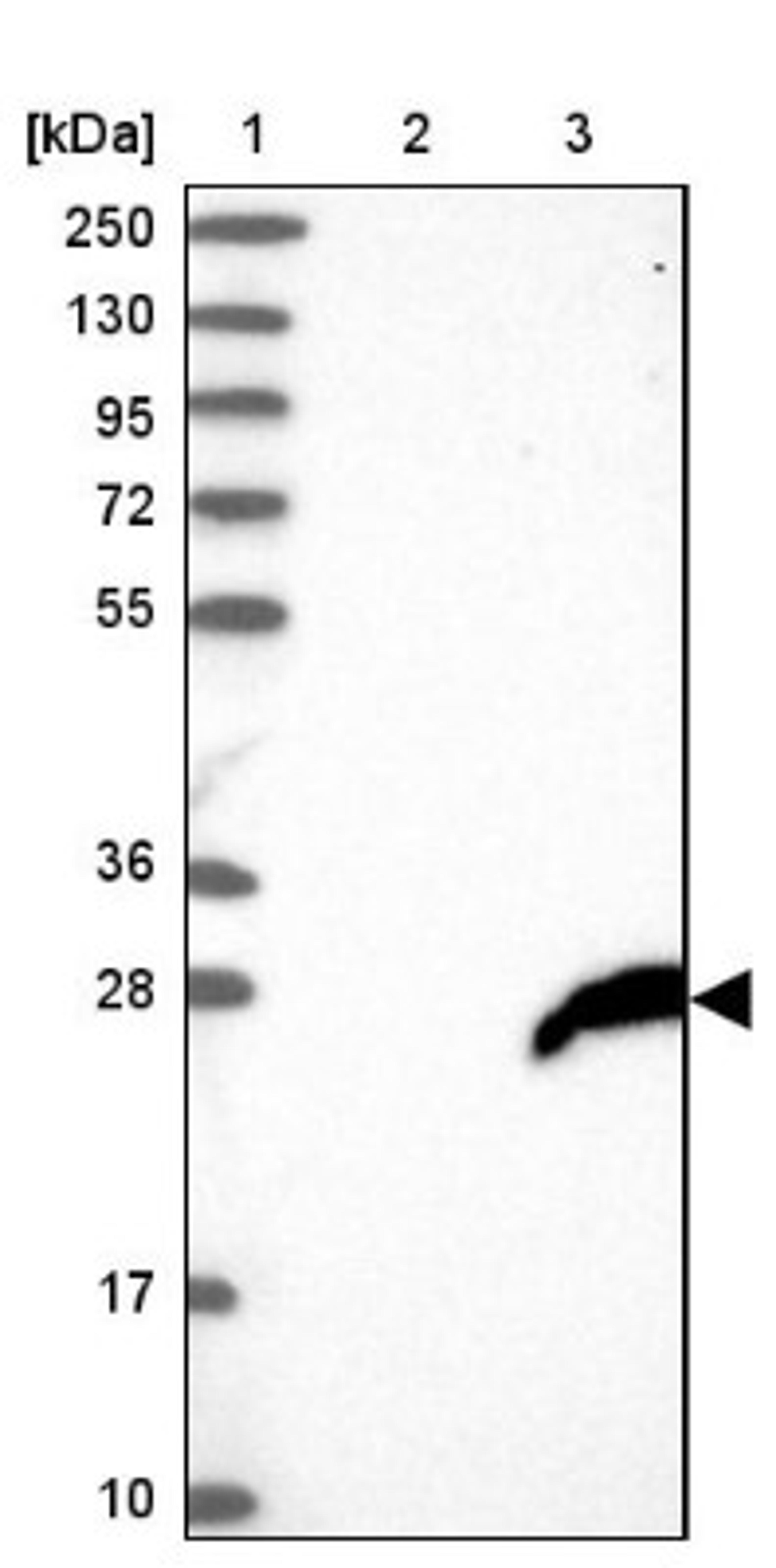 Western Blot: FAM206A Antibody [NBP2-38273] - Lane 1: Marker [kDa] 250, 130, 95, 72, 55, 36, 28, 17, 10<br/>Lane 2: Negative Control<br/>Lane 3: LY413506