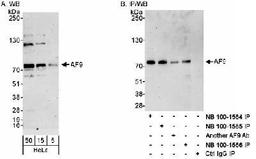 Western Blot: AF9 Antibody [NB100-1566] - Detection of Human AF9 on HeLa whole cell lysates using NB100-1566. AF9 was also immunoprecipitated using rabbit anti-AF9 antibodies NB100-1564, NB100-1565 and another AF9 Ab.