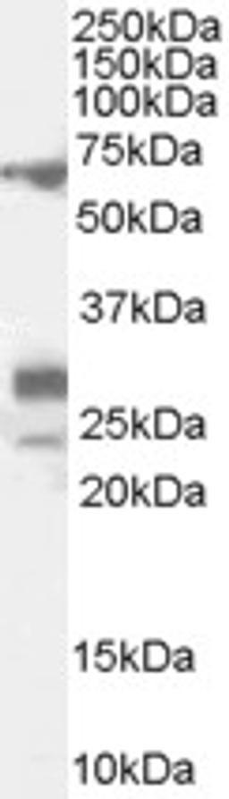 46-333 (0.1ug/ml) staining of Rat Testis lysate (35ug protein in RIPA buffer). Primary incubation was 1 hour. Detected by chemiluminescence.