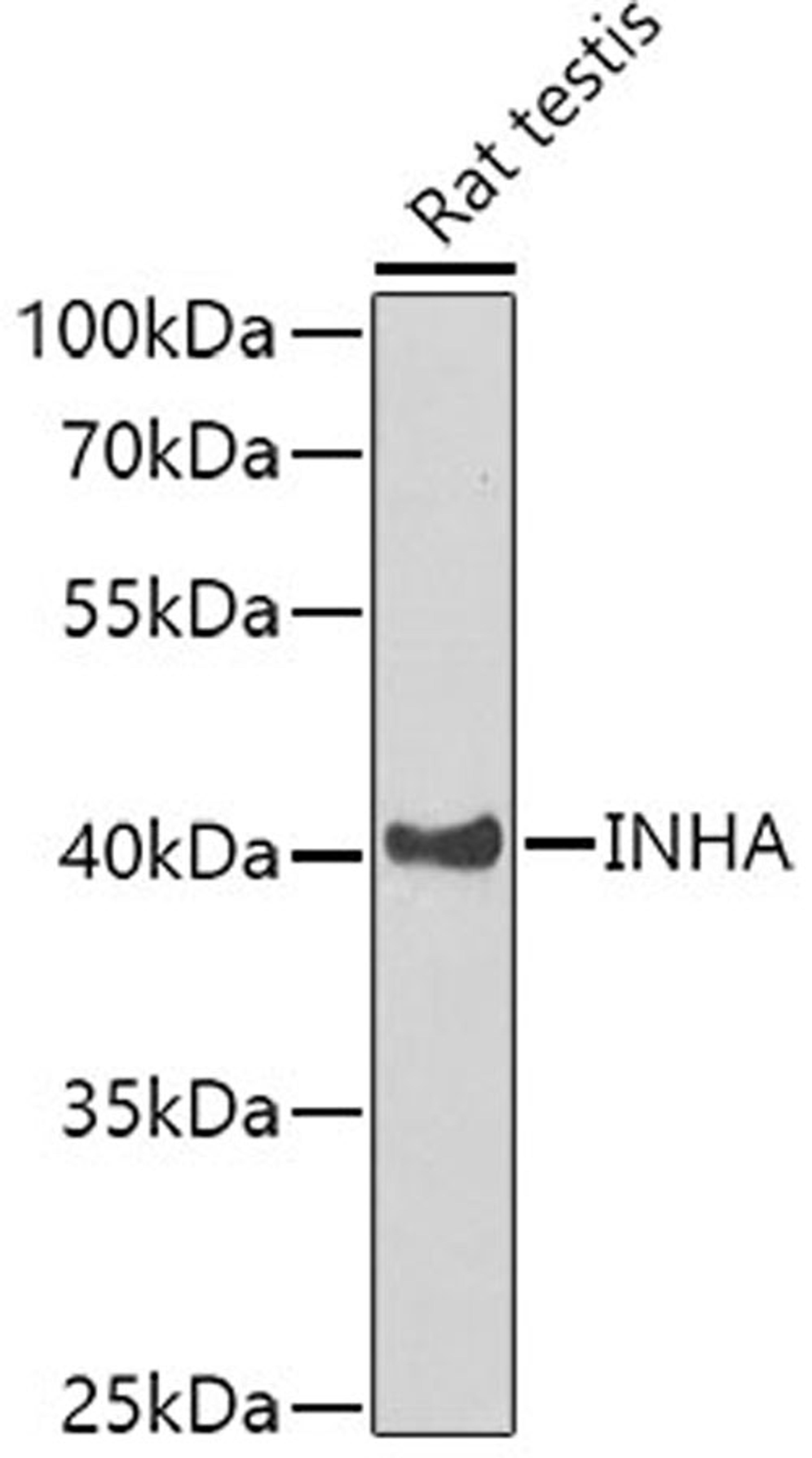 Western blot - INHA antibody (A1734)