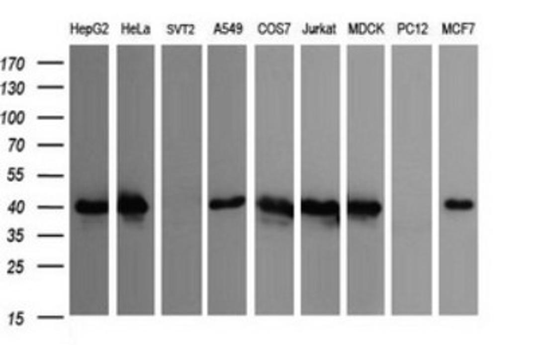 Western Blot: CDC123 Antibody (1F8) [NBP2-45600] - Analysis of extracts (35ug) from 9 different cell lines (HepG2: human; HeLa: human; SVT2: mouse; A549: human; COS7: monkey; Jurkat: human; MDCK: canine; PC12: rat; MCF7: human).