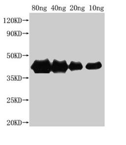 Western Blot. Positive WB detected in Recombinant protein. All lanes: hns antibody at 1:2500. Secondary. Goat polyclonal to rabbit IgG at 1/50000 dilution. Predicted band size: 38 kDa. Observed band size: 40 kDa. 