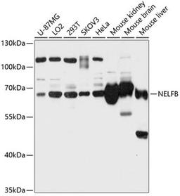 Western blot - NELFB antibody (A12023)