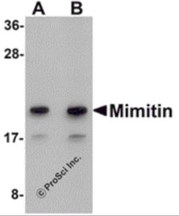 Western blot analysis of Mimitin in Raji cell lysate with Mimitin antibody at (A) 1 and (B) 2 μg/mL.