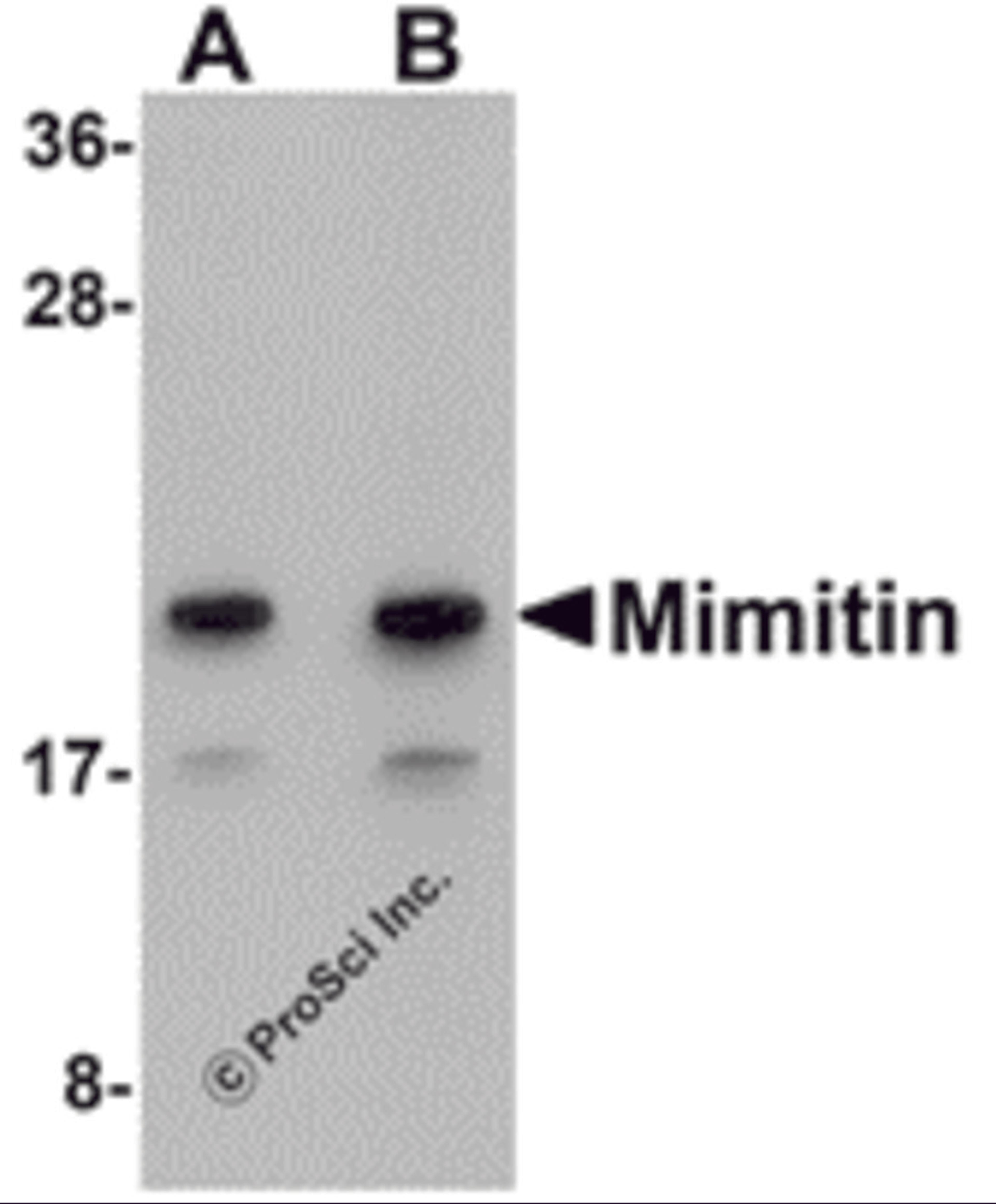 Western blot analysis of Mimitin in Raji cell lysate with Mimitin antibody at (A) 1 and (B) 2 μg/mL.