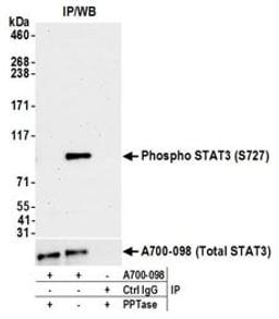 Detection of human Phospho STAT3 (S727) by western blot of immunoprecipitates from HeLa cells treated with IFN-a (100 ng/mL).