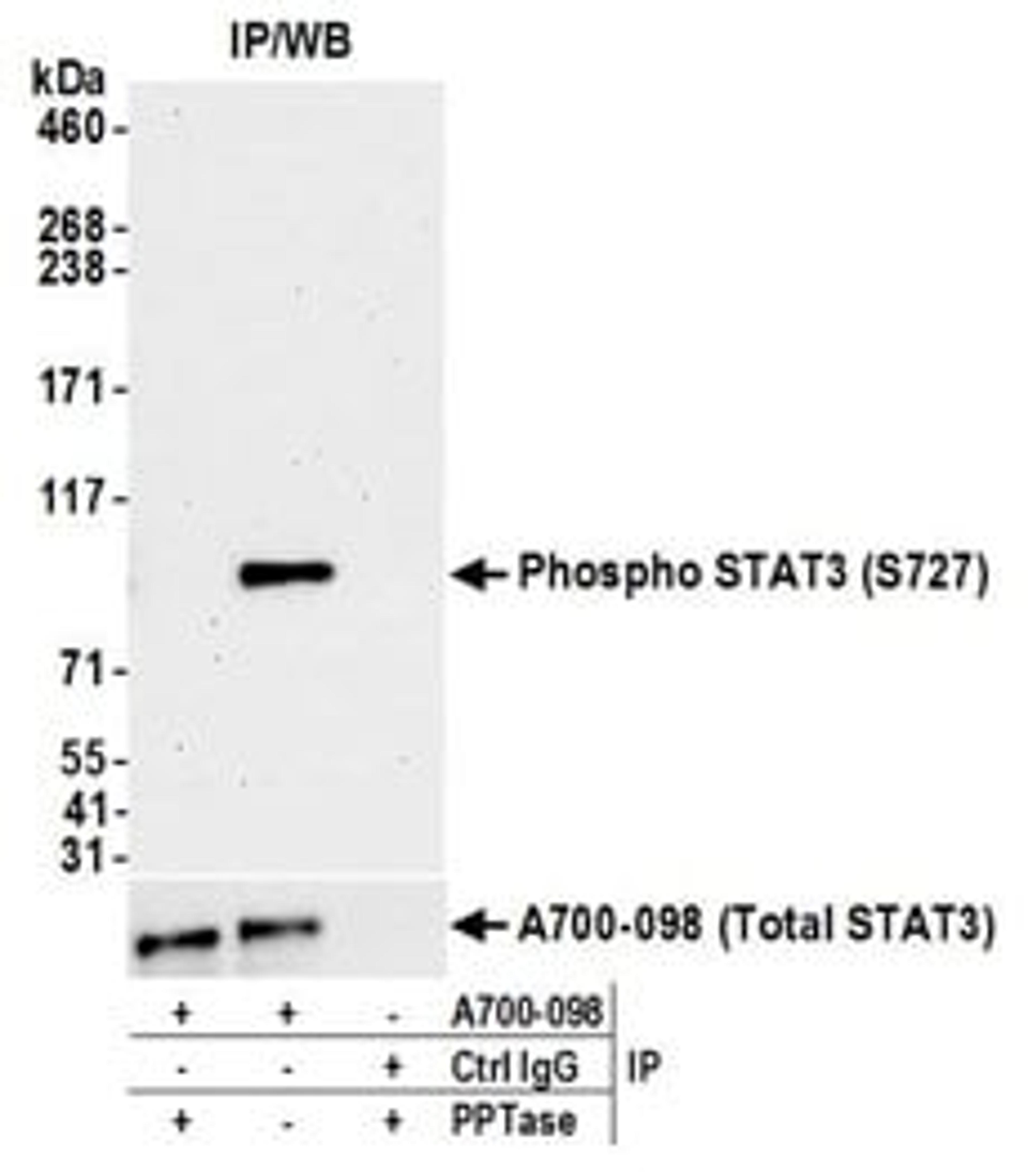 Detection of human Phospho STAT3 (S727) by western blot of immunoprecipitates from HeLa cells treated with IFN-a (100 ng/mL).