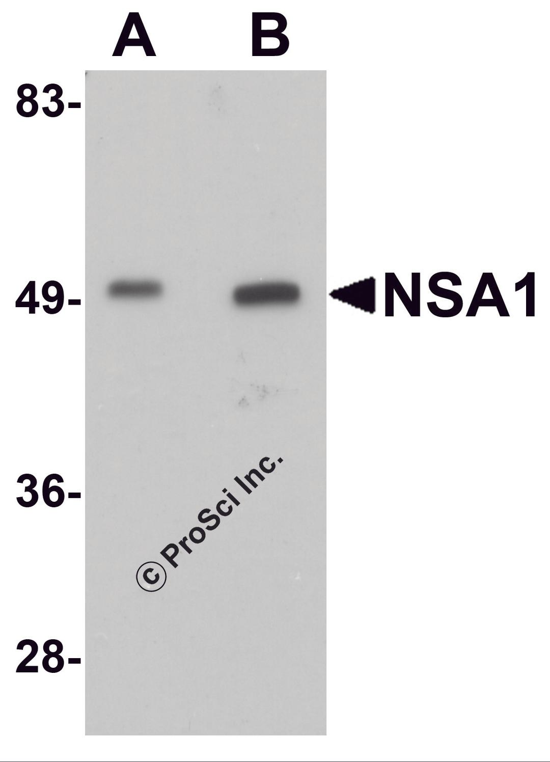 Western blot analysis of NSA1 in mouse liver tissue lysate with NSA1 antibody at (A) 1 and (B) 2 μg/mL.