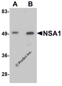 Western blot analysis of NSA1 in mouse liver tissue lysate with NSA1 antibody at (A) 1 and (B) 2 μg/mL.