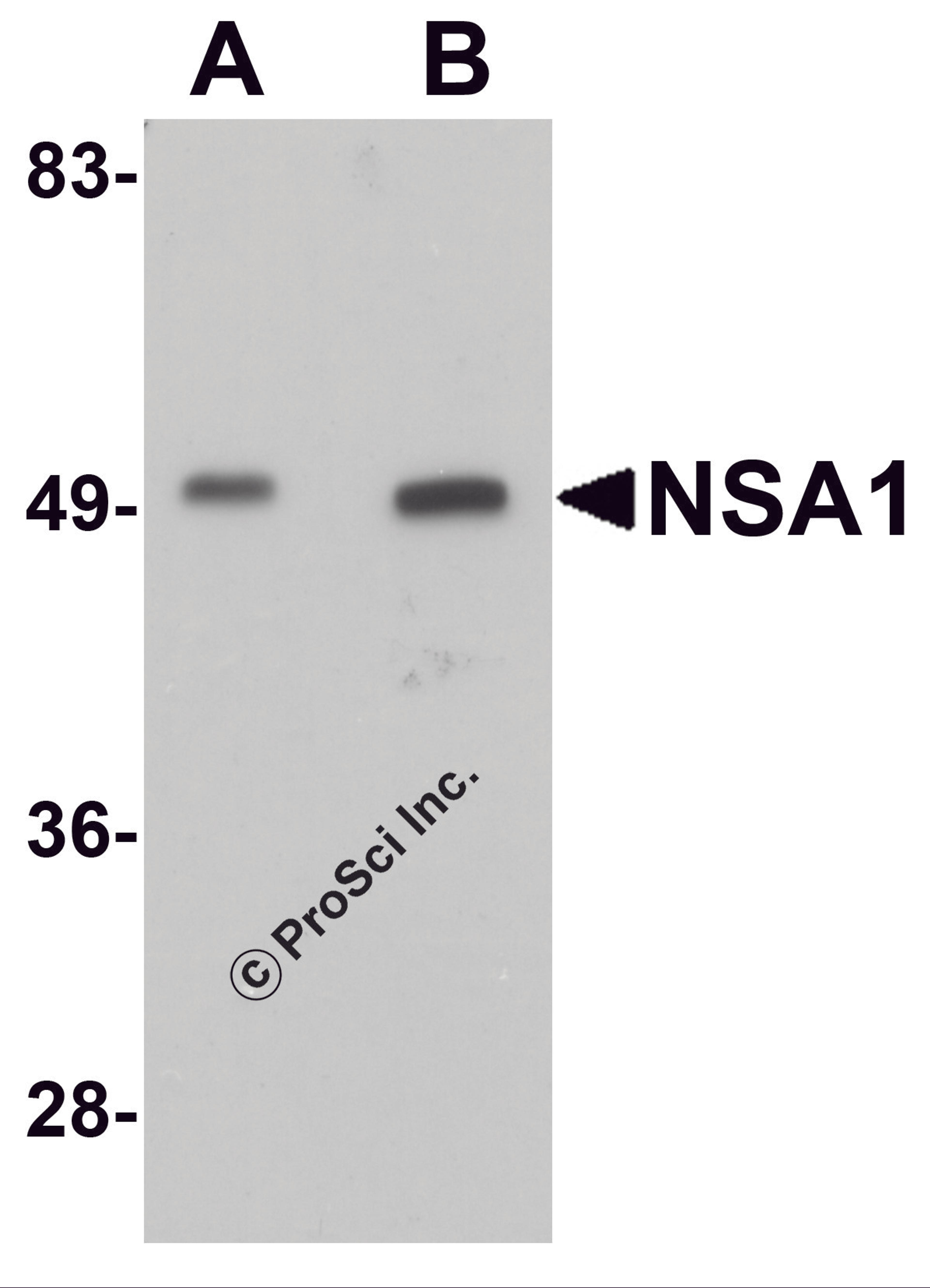 Western blot analysis of NSA1 in mouse liver tissue lysate with NSA1 antibody at (A) 1 and (B) 2 μg/mL.