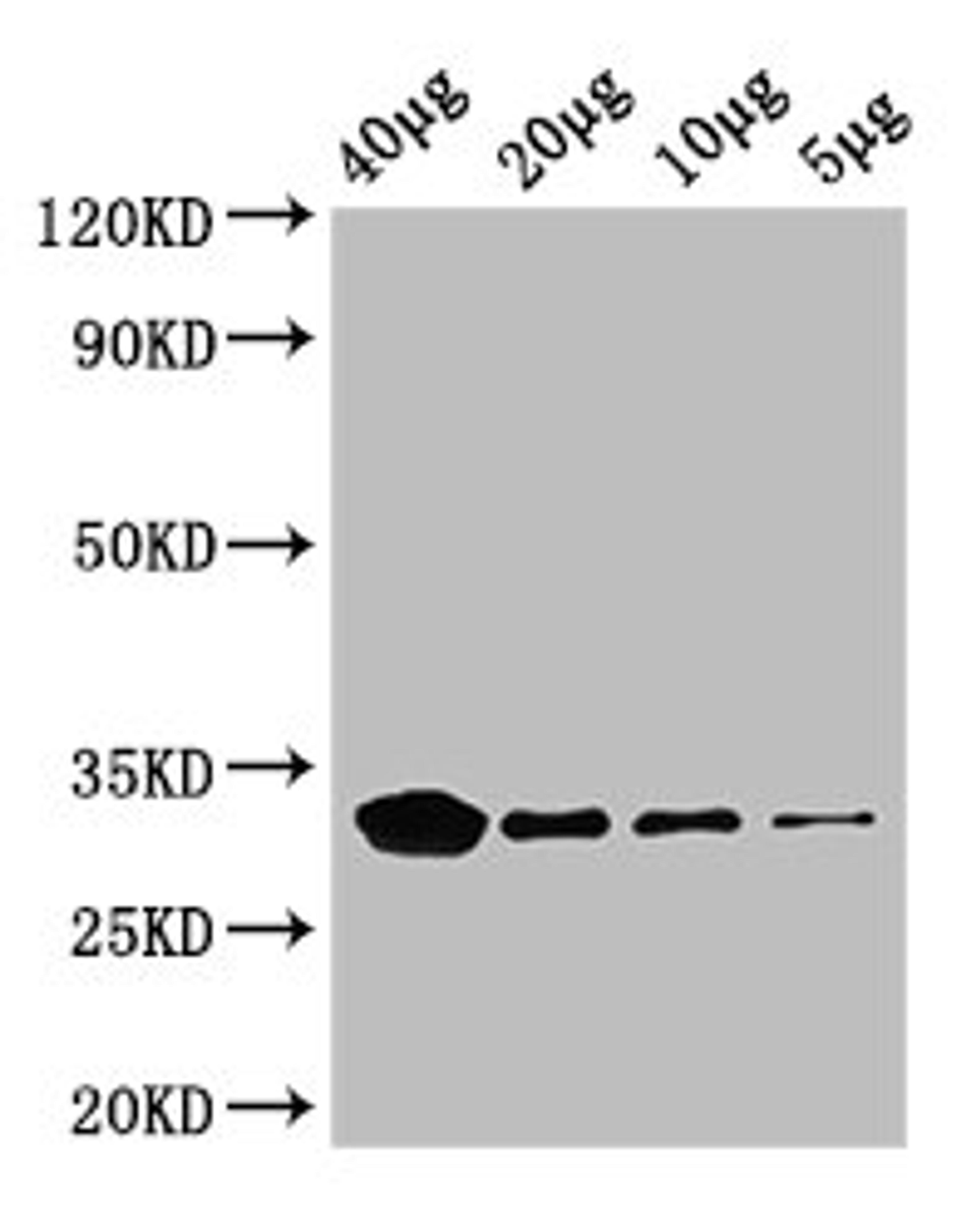 Western Blot. Positive WB detected in: Rosseta bacteria lysate at 40µg, 20µg, 10µg, 5µg. All lanes: eutC antibody; HRP conjugated at 0.42µg/ml. Predicted band size: 32 kDa. Observed band size: 32 kDa