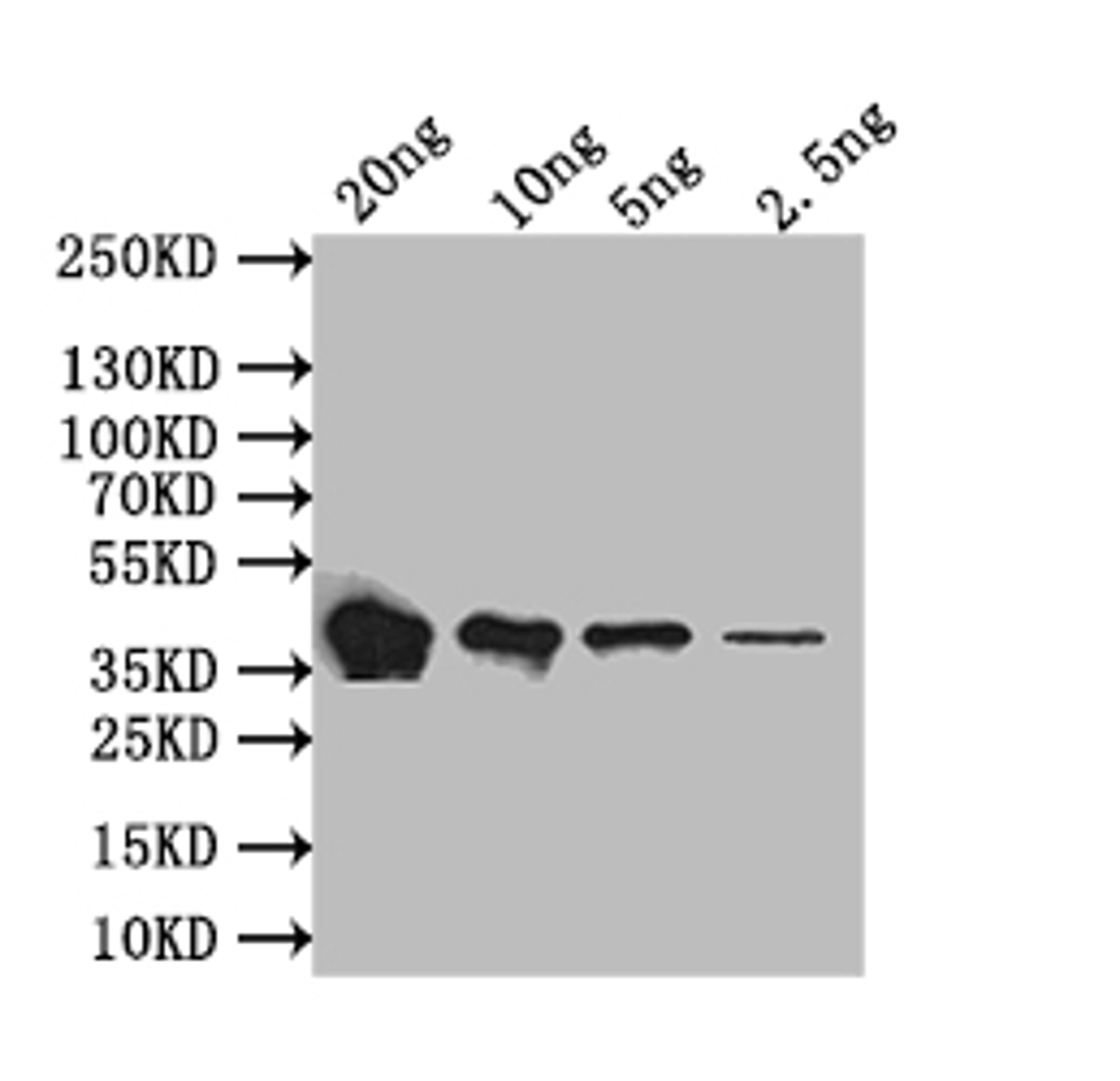 Western Blot. Positive WB detected in: recombinant protein. All lanes: flaB Antibody at 1:1000. Secondary. Goat polyclonal to rabbit IgG at 1/50000 dilution. Predicted band size: 38.8 kDa. Observed band size: 38.8 kDa. 