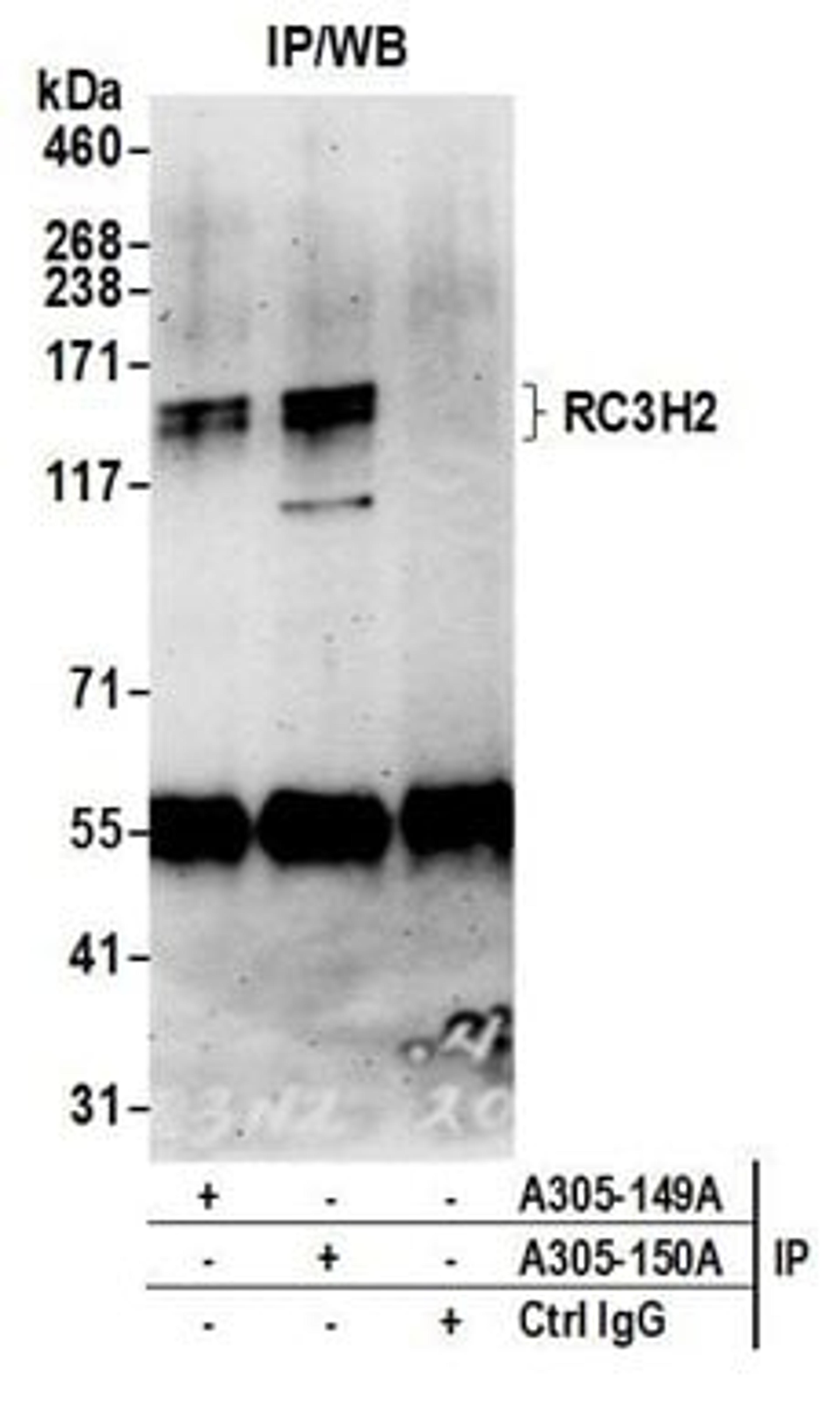 Detection of human RC3H2 by western blot of immunoprecipitates.