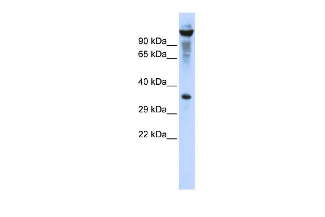 Antibody used in WB on Human HEK293T cells at 0.2-1 ug/ml.