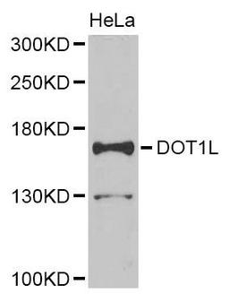 Western blot analysis of extracts of HeLa cell line using DOT1L antibody