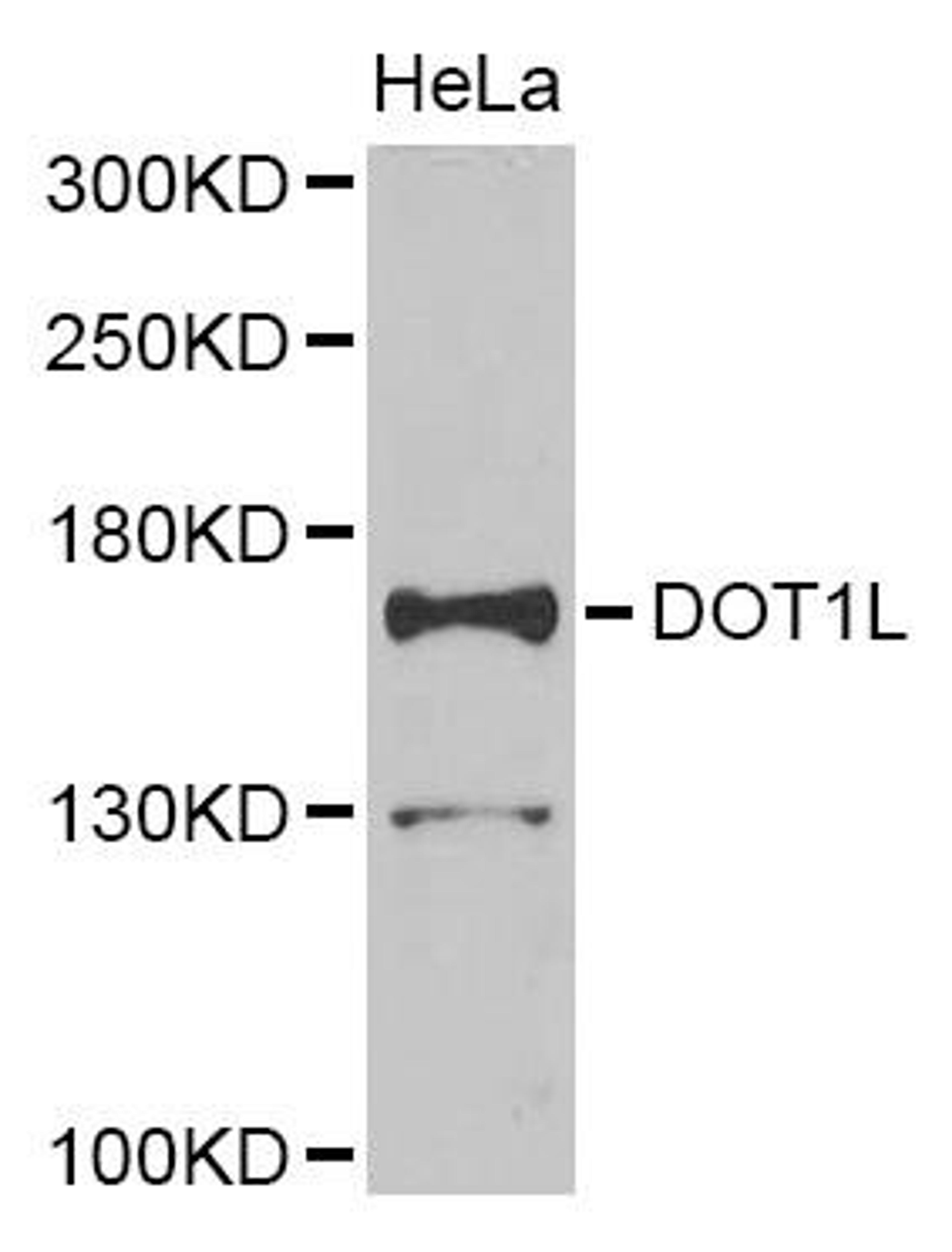 Western blot analysis of extracts of HeLa cell line using DOT1L antibody