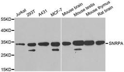 Western blot analysis of extracts of various cell lines using SNRPA antibody