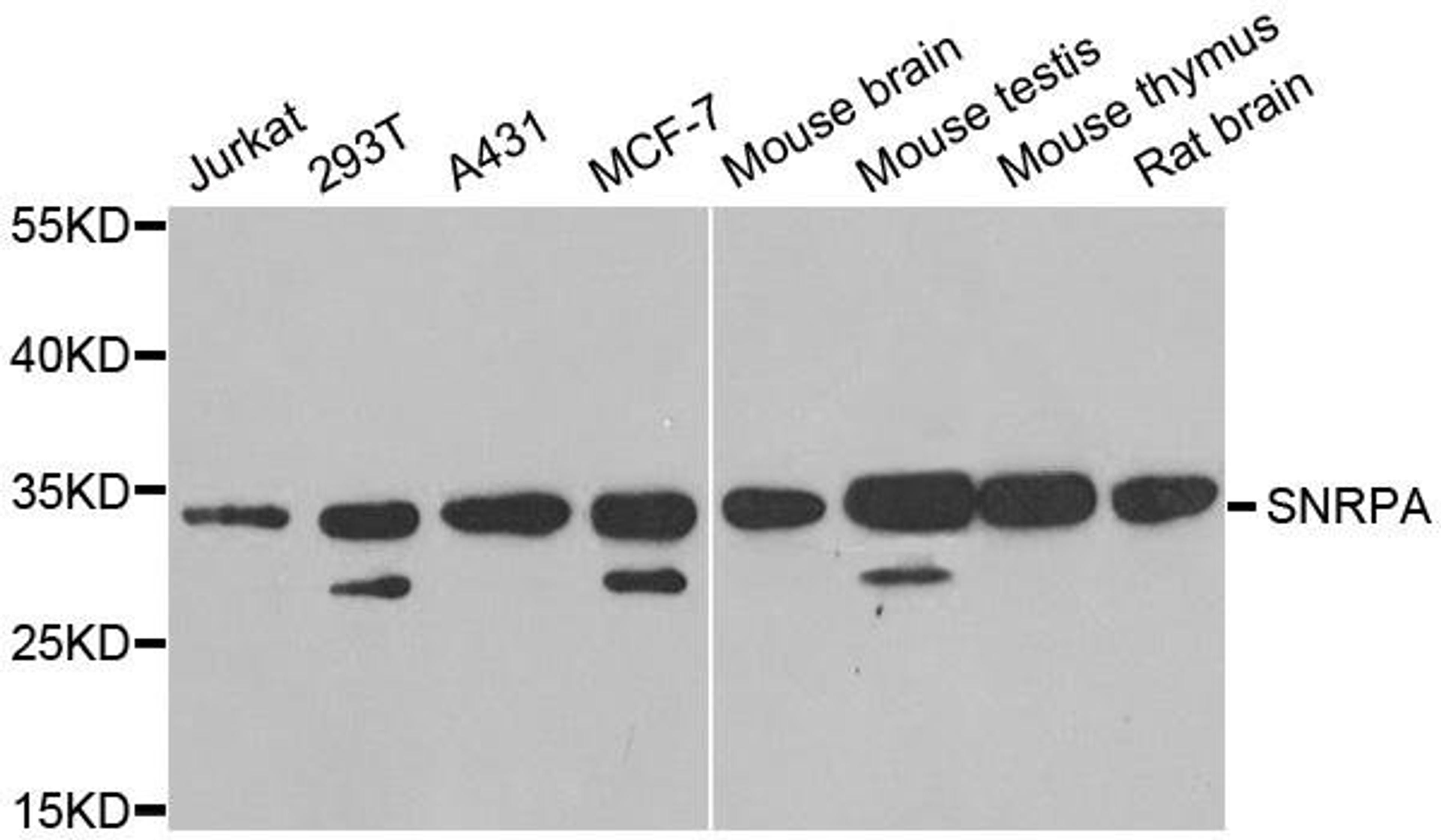 Western blot analysis of extracts of various cell lines using SNRPA antibody