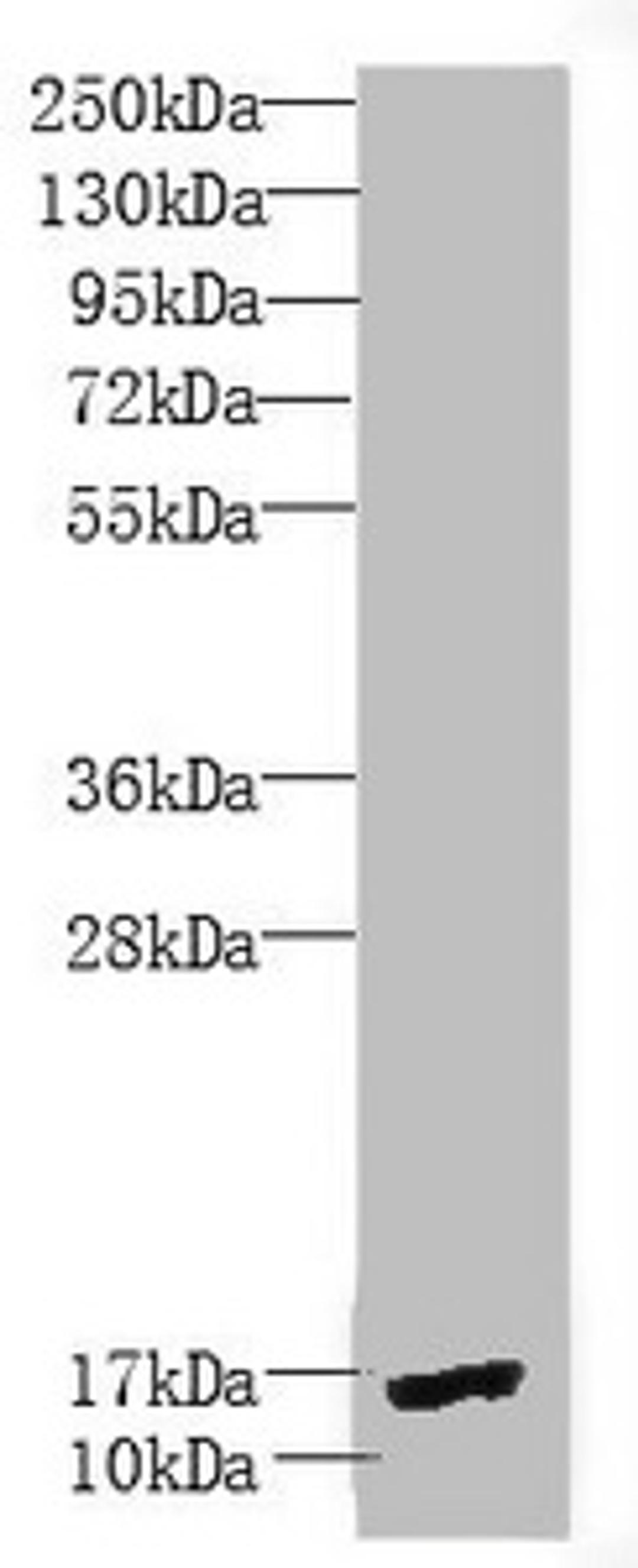 Western blot. All lanes: PEA15 antibody at 1.9 ug/ml + Mouse brain tissue. Secondary. Goat polyclonal to rabbit IgG at 1/10000 dilution. Predicted band size: 16, 18 kDa. Observed band size: 16 kDa. 