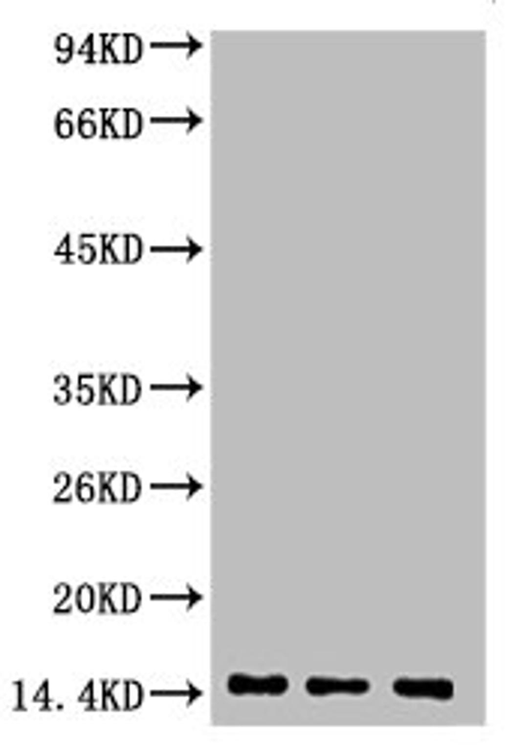 Western blot analysis of 1) Hela, 2) Rat Heart Tissue, 3) Raw264.7, diluted at 1:2000.