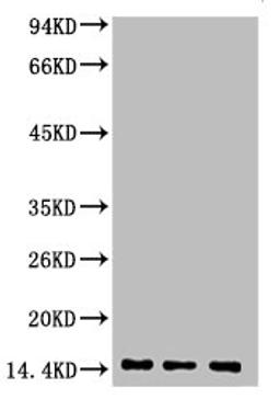 Western blot analysis of 1) Hela, 2) Rat Heart Tissue, 3) Raw264.7, diluted at 1:2000.