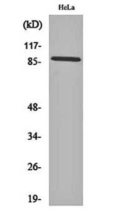 Western blot analysis of Hela cell lysates using Cadherin-18 antibody