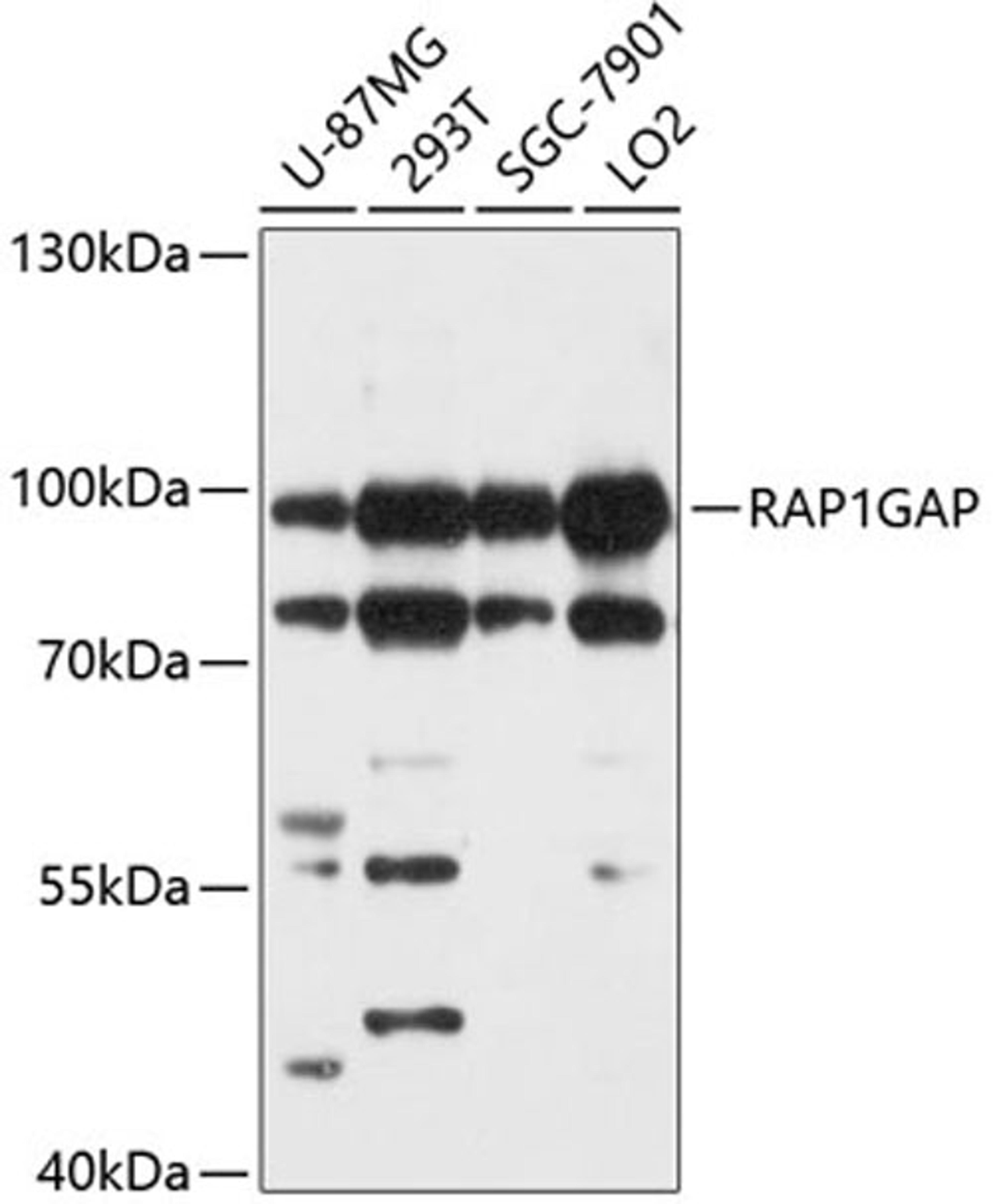 Western blot - RAP1GAP antibody (A10539)