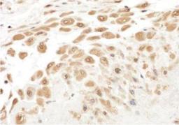 Immunohistochemistry-Paraffin: PBEF/Visfatin/NAMPT Antibody [NB100-594] - Section of human placental fetal membrane.