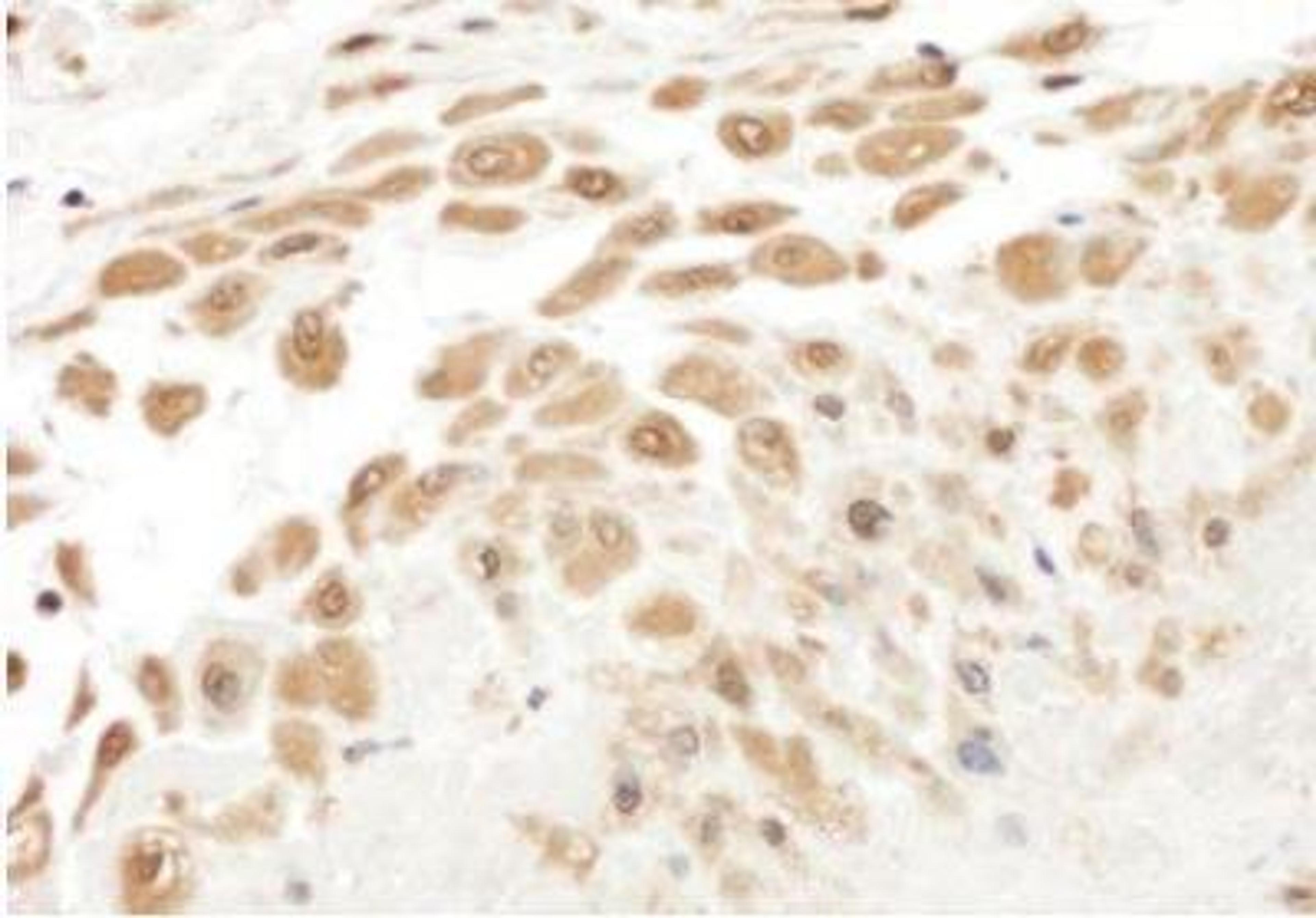 Immunohistochemistry-Paraffin: PBEF/Visfatin/NAMPT Antibody [NB100-594] - Section of human placental fetal membrane.