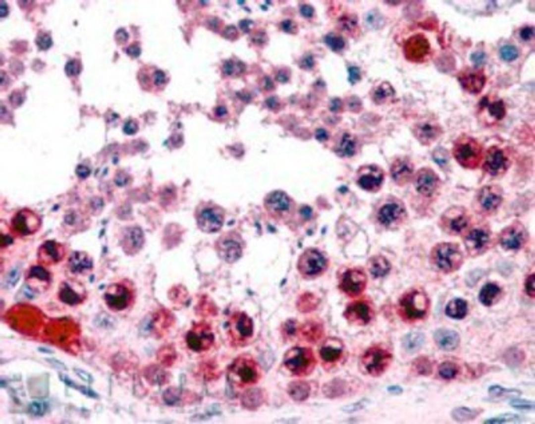 Immunohistochemistry-Paraffin: ATF7 Antibody [NB300-899] - (3.8ug/ml) staining of paraffin embedded Human Testis. Steamed antigen retrieval with citrate buffer pH 6, AP-staining.