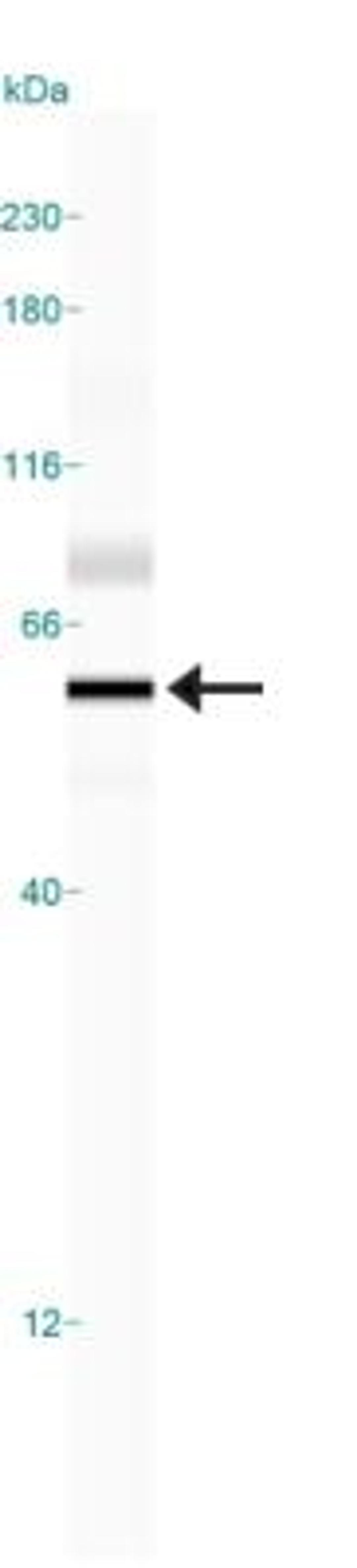 Simple Western: GSAP Antibody [NBP1-78376] - Simple Western lane view shows a specific band for GSAP  in 0.5 mg/ml of HepG2 lysate.  This experiment was performed under reducing conditions using the 12-230 kDa separation system.