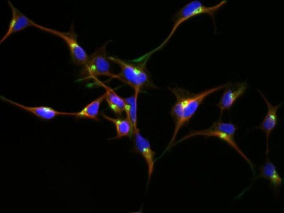 Immunocytochemistry/Immunofluorescence: GOLM1 Antibody [NBP1-50627] - GOLM1 antibody was tested in HEK-293 cells with Dylight 488 (green). Nuclei and alpha-tubulin were counterstained with DAPI (blue) and Dylight 550 (red).