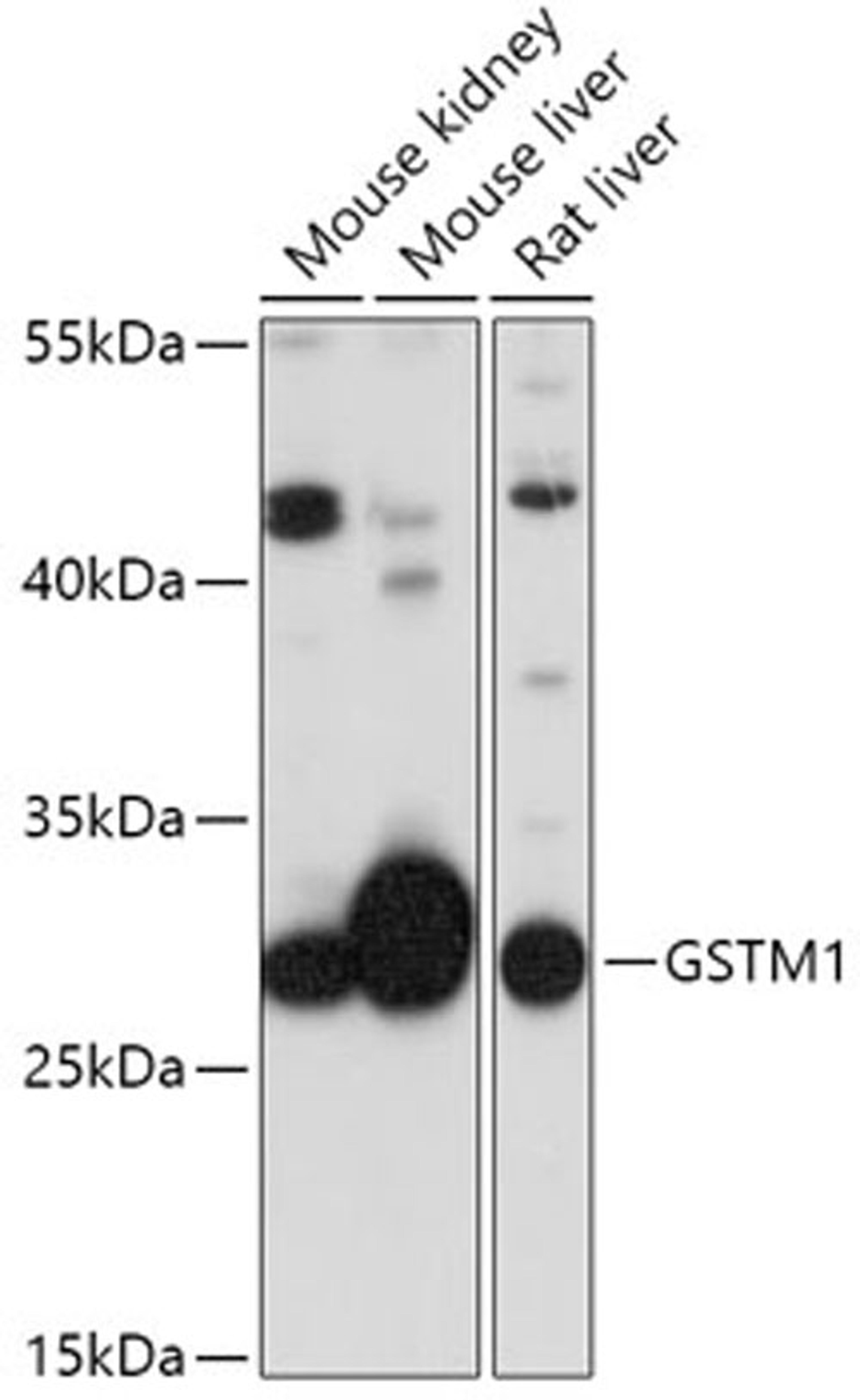 Western blot - GSTM1 antibody (A17492)